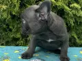 Френски булдог син/blue, снимка 3