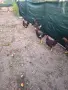 Катунски  петли , снимка 6