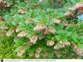 Енкиантус кампанулис/ enkianthus campanulatus, снимка 5