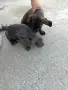 Свободни кучета, снимка 6