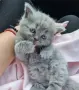 Британско коте женско, снимка 1