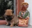 Померан момченце, снимка 1