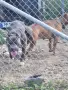 American Pitbull Terier X American bully, снимка 6