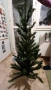 Продавам коледни елха 2бр, снимка 5