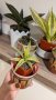 Сансевиера (Змийско растение), снимка 1 - Стайни растения - 40597570