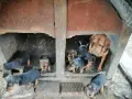БАЛКАНСКИ ГОНЧЕТА, снимка 5