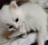 котенца бели,4 мес, снимка 11