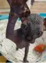 коте сфинкс канадски, снимка 1
