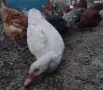 порода Индийски бегач патки, снимка 6
