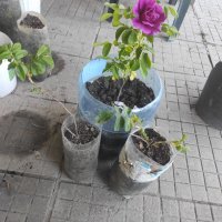 Рози!, снимка 1 - Градински цветя и растения - 36941095