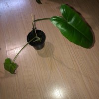 Philodendron Paraiso Verde , снимка 2 - Стайни растения - 42477673