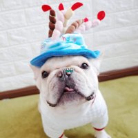 Кучешка шапка за рожден ден Шапка за рожден ден на домашен любимец Шапки за кучешки рожден ден, снимка 5 - За кучета - 27063244