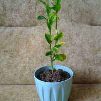 Младо мандариново дръвче за декорация и свежест, снимка 4 - Стайни растения - 39453703
