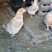 продавам кокошки,пуйки,патици, снимка 8 - Кокошки и пуйки - 44194982