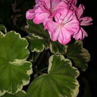 Мушкато , снимка 14 - Градински цветя и растения - 28406630