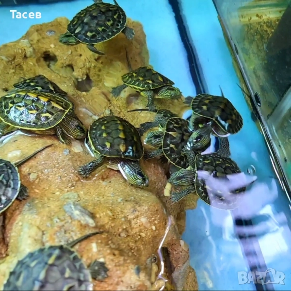 Водни костенурки, снимка 1