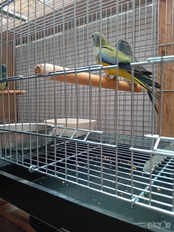 Продавам Neophema splendida , снимка 1