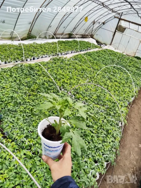 Разсад домати, краставици, пипер, подправки, снимка 1