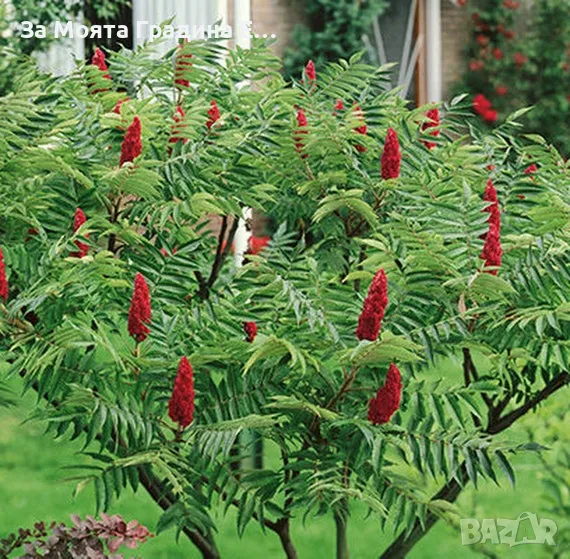 Рустифина дърво, снимка 1