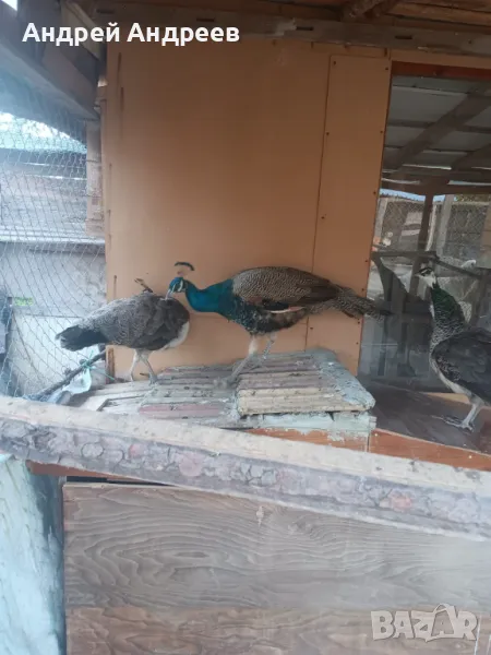  Подарявам Пауни, снимка 1