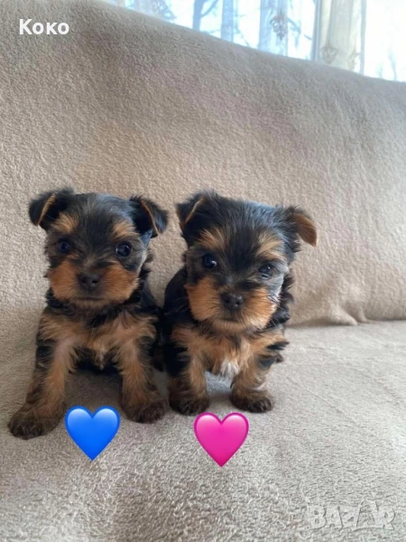 йорки/йоркширски териер , снимка 1