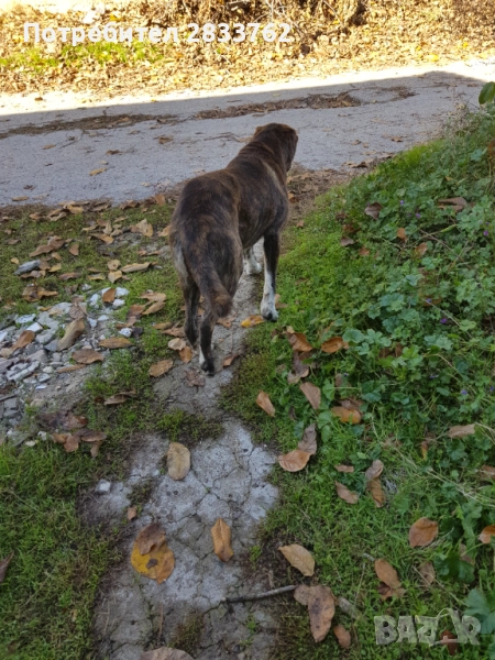 Подарявам , снимка 1