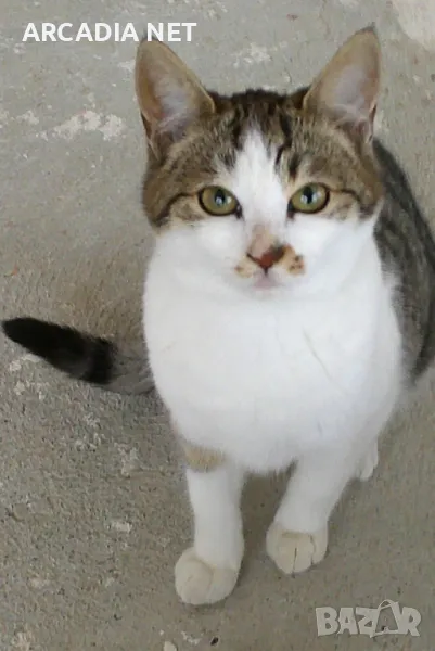 Три малки котенца търсят дом. Молим осиновете ни! Остават само два месеца преди да ни пуснат навън! , снимка 1