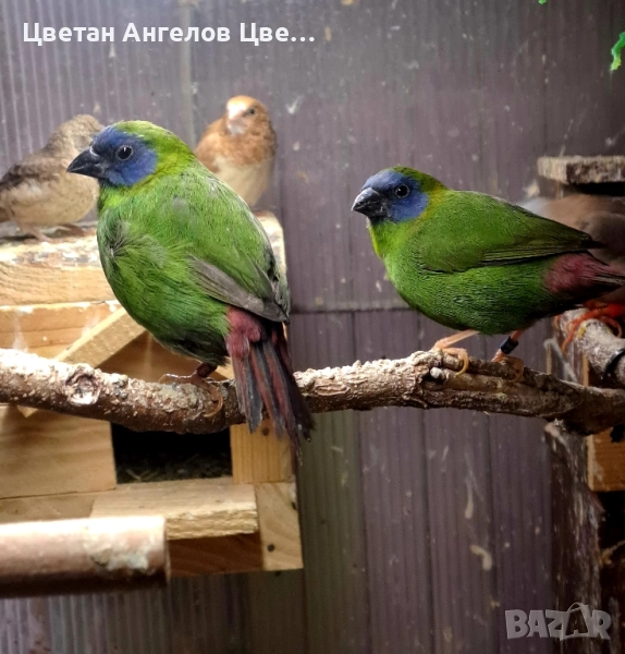 продавам папагалови амадини , снимка 1