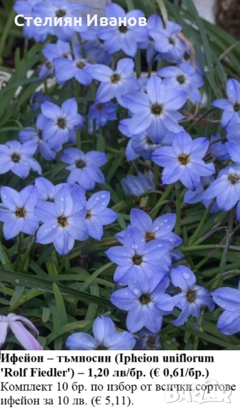 Ифейон – тъмносин (Ipheion uniflorum 'Rolf Fiedler') – луковици, снимка 1