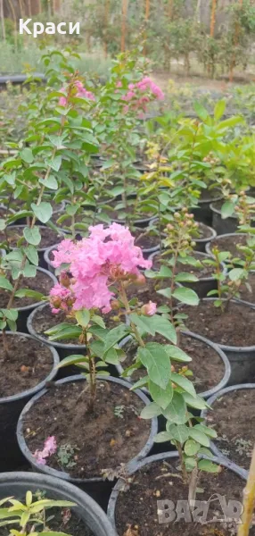 Индийски люляк, снимка 1