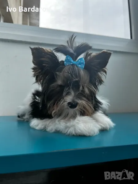 мини бивър йоркширски териер момченце, снимка 1