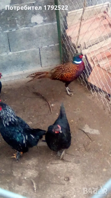 Мъжки фазан от 2024 , снимка 1