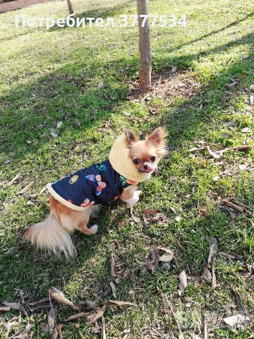 Чихуахуа, снимка 4 - Чихуахуа - 54098977