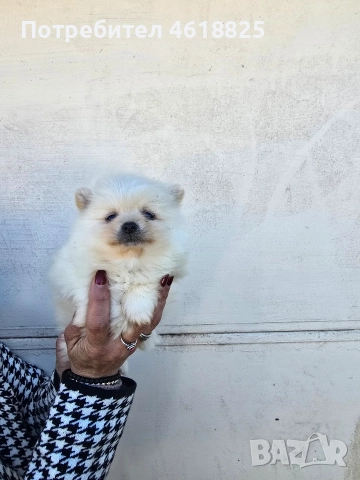 Померани, снимка 5 - Померан - 52948761