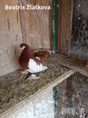 продавам гълъби, снимка 4 - Гълъби - 53924309