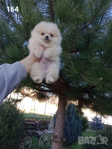 Мини момченце. Померан. Реални снимки от 29.12.25 г. , снимка 2 - Померан - 52946010