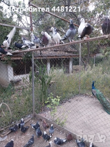 подарявам гълъби , снимка 2 - Гълъби - 51661771
