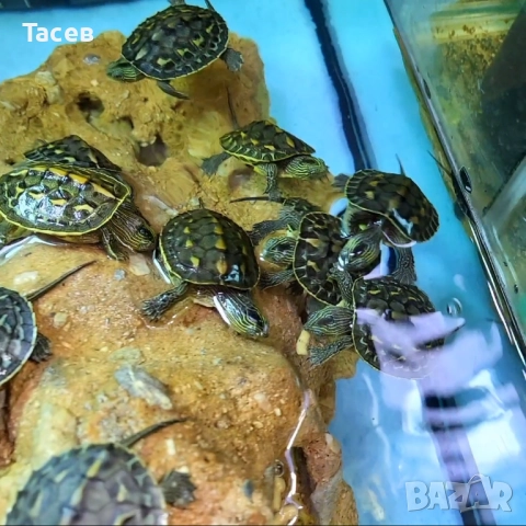 Водни костенурки, снимка 1