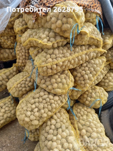 Картофи за семе и консумация, Родопски картофи, снимка 8 - Хранителни добавки - 54196858