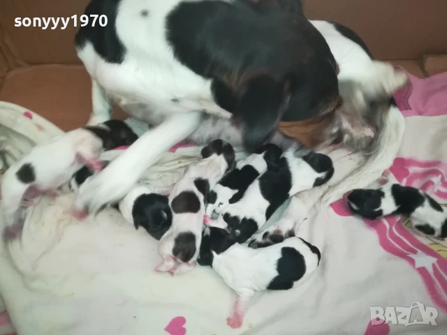 ДЖАК РЪСЕЛ БЕБЕТА-РОДЕНИ 11.08.25г 1208250705, снимка 9 - Джак ръсел териер - 51335235