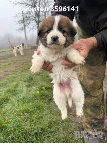 Каракачанки с.Агатово, снимка 9 - Каракачанска овчарка - 52885341