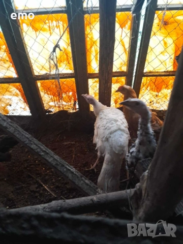 Продавам домашни селски пуйки  8 броя добре гледани домашни пуйки, отглеждани в естествени условия н, снимка 3 - Кокошки и пуйки - 52376661
