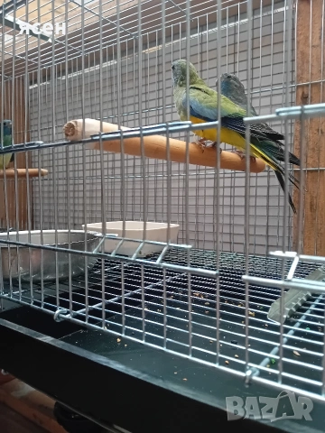 Продавам Neophema splendida 