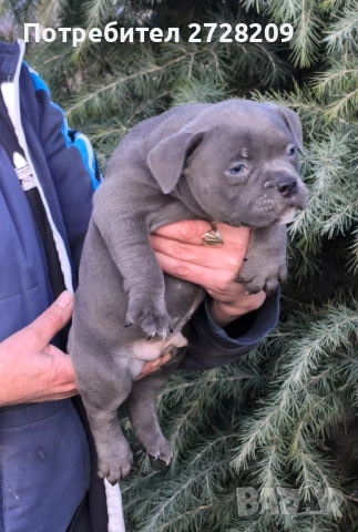 Американско Були Покет/American Bully Pocket , снимка 8 - Питбул - 52860044