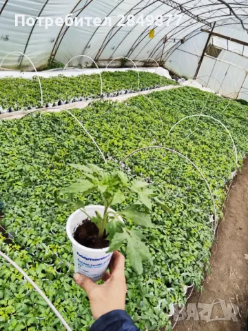 Разсад домати, краставици, пипер, подправки, снимка 1