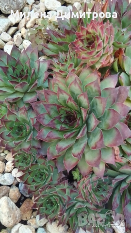 Семпервивум - дебелец различни сортове , снимка 4 - Градински цветя и растения - 52001936