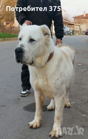 продавам алабаи женски на 1г, снимка 8 - Алабай - 52142140