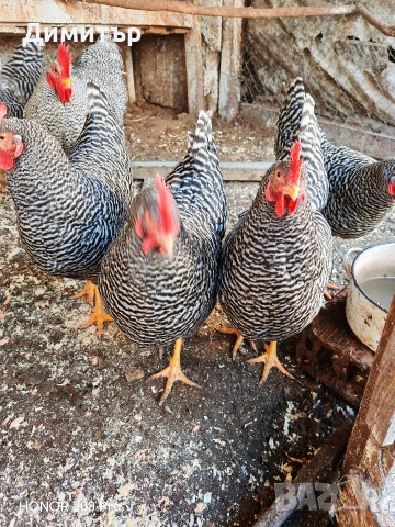 Разплодни яйца от Амрок, снимка 6 - Кокошки и пуйки - 52615792