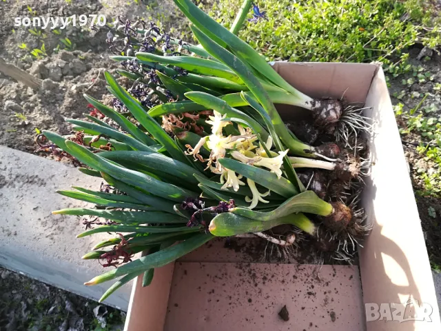 ЗЮМБЮЛИ В САКСИЯ С ПОЧВА 25ЛВ ЗА ЕДИН С ЛУКОВИЦА 1404250825, снимка 14 - Градински цветя и растения - 49886619