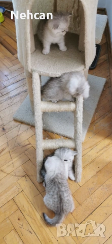 Късокосместа британска сребърна чинчила , снимка 5 - Британска късокосместа - 54361421